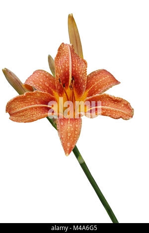 Orange daylily Blume mit Regentropfen isoliert auf weißem Stockfoto