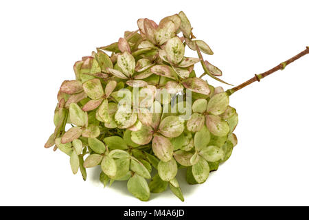 Blütenstand der Hortensie Nahaufnahme, isoliert auf weißem Hintergrund Stockfoto