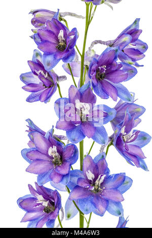 Blume des Delphinium (Rittersporn), isoliert auf weißem Hintergrund Stockfoto