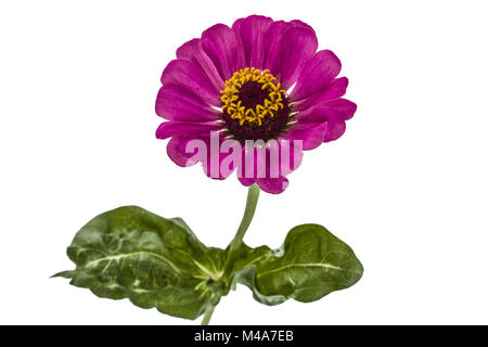 Blume der Zinnie, isoliert auf weißem Hintergrund Stockfoto