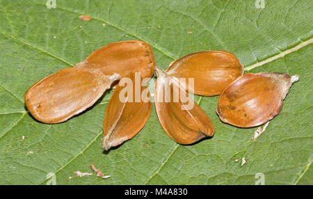 Bucheckern der Europäischen Buche Fagus sylvatica Stockfoto