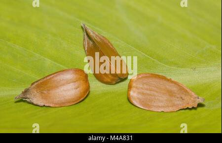 Bucheckern der Europäischen Buche Fagus sylvatica Stockfoto