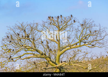 Schwarze Geier oben am Baum Guayas Ecuador Stockfoto