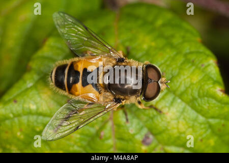 Eristalis arbustorum, ein Hoverfly Biene nachahmen, ruht auf einem Blatt Stockfoto