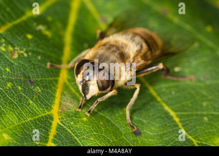 Drohne Fliegen (Eristalis tenex), ein Hoverfly Biene nachahmen Stockfoto