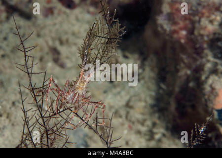 Seespinne (Naxioides robillardi) in der Nähe Panglao Island, Philippinen Stockfoto