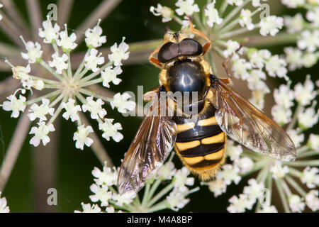 (Sericomyia silentis eine Wespe - Hoverfly Mimic) Fütterung auf umbellifer Blumen Stockfoto