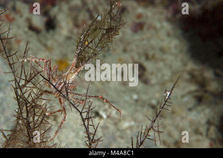 Seespinne (Naxioides robillardi) in der Nähe Panglao Island, Philippinen Stockfoto