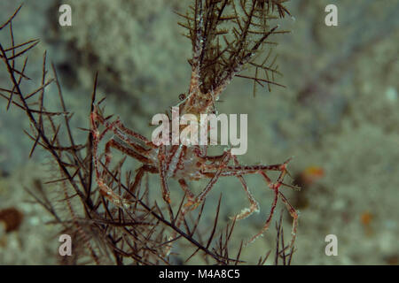 Seespinne (Naxioides robillardi) in der Nähe Panglao Island, Philippinen Stockfoto