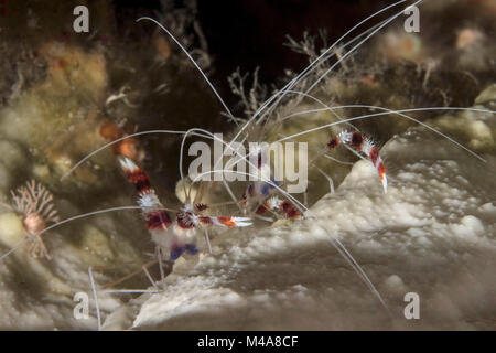 Coral gebändert Garnelen Stenopus hispidus () in der Nähe Panglao Island, Philippinen Stockfoto