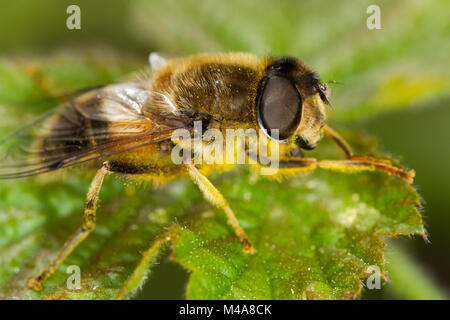 Drohne Fliegen (Eristalis pertinax), ein Hoverfly Biene nachahmen Stockfoto