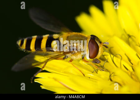 Syrphus ribesii (eine gemeinsame Wasp-Hoverfly Mimic) Fütterung auf ein Löwenzahn/Habichtskraut (Asteraceae) Blume Stockfoto