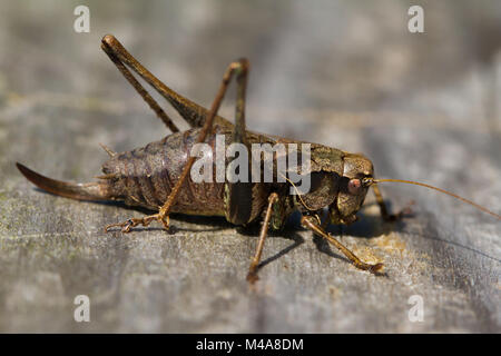 Weibliche dunklen Busch - Kricket (Pholidoptera griseoaptera) Sonnenbaden auf einen Holzsteg Stockfoto