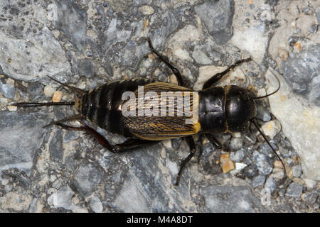 Weibliche Feld Cricket (Gryllus campestris) auf einem Felsen Stockfoto