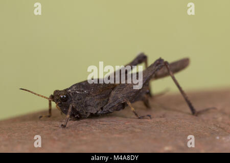 Schlanke Groundhopper (Tetrix subulata) auf ein totes Blatt Stockfoto