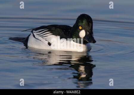 Männliche Schellente (Bucephala clangula) Schwimmen auf ruhigem Wasser Stockfoto