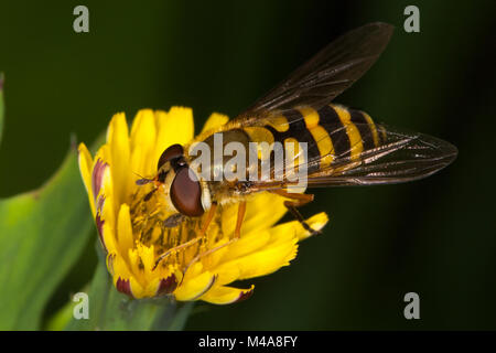 Weibliche Syrphus ribesii hoverfly Fütterung auf ein gelbes Habichtskraut (Asteraceae) Blume Stockfoto