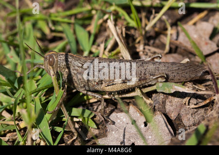 Ägyptische Grasshopper (Anacridium aegyptium) unter toten Blätter getarnt Stockfoto