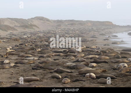 Piedras Blancas Elefant Robbekolonie Stockfoto