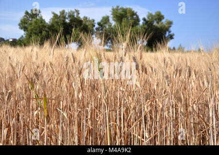 Feld mit Weizen Stockfoto