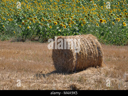 Runde Heuballen in einem Bauernhof Feld mit Sonnenblumen Hintergrund Stockfoto
