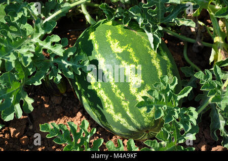 Watermelon-Citrullus lanatus - im Garten Stockfoto