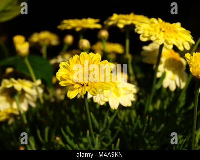 Gelbe Dahlie Stockfoto