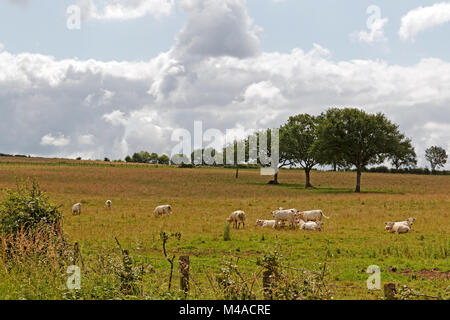 Landschaft mit weißen Rindern in Burgund, Frankreich Stockfoto