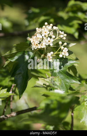 Elsbeere, Elzbeere, Sorbus torminalis, wilde Service Baum, Alisier torminal Stockfoto