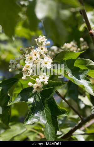 Elsbeere, Elzbeere, Sorbus torminalis, wilde Service Baum, Alisier torminal Stockfoto