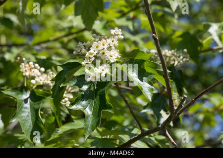 Elsbeere, Elzbeere, Sorbus torminalis, wilde Service Baum, Alisier torminal Stockfoto