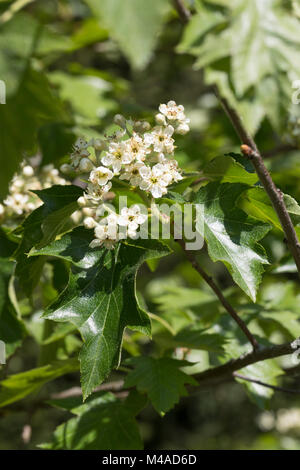 Elsbeere, Elzbeere, Sorbus torminalis, wilde Service Baum, Alisier torminal Stockfoto