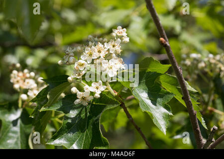 Elsbeere, Elzbeere, Sorbus torminalis, wilde Service Baum, Alisier torminal Stockfoto