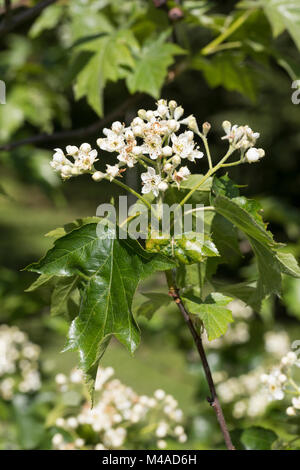 Elsbeere, Elzbeere, Sorbus torminalis, wilde Service Baum, Alisier torminal Stockfoto