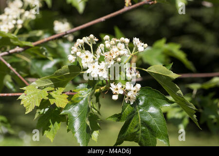 Elsbeere, Elzbeere, Sorbus torminalis, wilde Service Baum, Alisier torminal Stockfoto