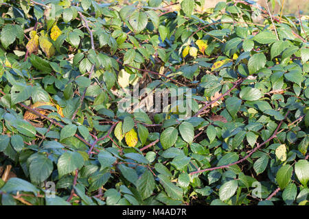 Brombeere, Echte Brombeere, Ranke, Ranken, rankend, Brombeerranke, Brombeerranken, Rubus fruticosus agg., Rubus kapite Rubus, Blackberry, Dornbusch, Ron Stockfoto