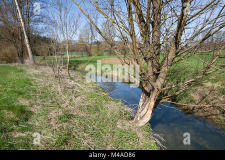 Europäischer Biber, Fraßspur ein einem Baumstamm, Biber-Spur, Biberspur, Altwelt-Biber, Castor fiber, Eurasischen Biber, Europäischer Biber, Castor d'Europa Stockfoto