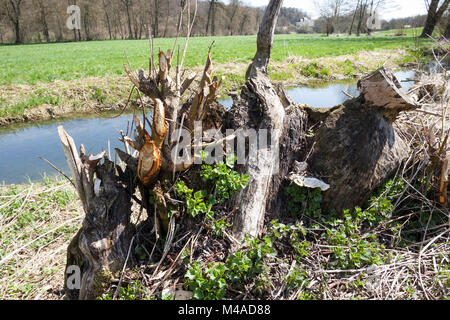 Europäischer Biber, Fraßspur ein einem Baumstamm, Biber-Spur, Biberspur, Altwelt-Biber, Castor fiber, Eurasischen Biber, Europäischer Biber, Castor d'Europa Stockfoto