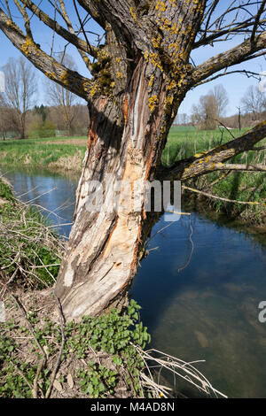 Europäischer Biber, Fraßspur ein einem Baumstamm, Biber-Spur, Biberspur, Altwelt-Biber, Castor fiber, Eurasischen Biber, Europäischer Biber, Castor d'Europa Stockfoto