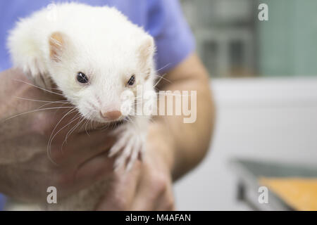 Profil Portrait eines Frettchens. Tierarzt erhält in den Körper. Stockfoto