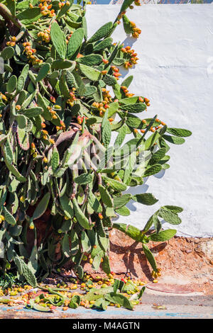 Cactus Zweige wachsen groß mit reifenden Früchten auf der Straße von Albufeira im Porto de Abrigo de Albufeira, Albufeira Bay Portugal Stockfoto