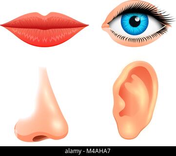 Die menschliche Biologie, Sinnesorgane, Anatomie Illustration. Gesicht detaillierte Kiss oder Lippen, Nase und Ohr, Auge oder der Ansicht. Die medizinische Wissenschaft oder gesunde Menschen setzen. Sehen, Hören, Schmecken, Riechen, Berühren, Sehen, europeoid. Stock Vektor