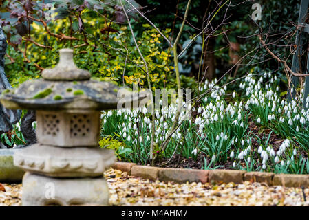 Schneeglöckchen Blüte in einem semi-japanisch gestalteten Garten. White Spring Flowers. Stockfoto