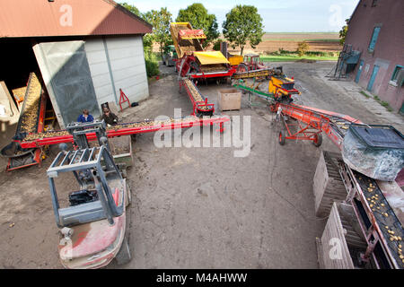 Die geernteten Kartoffeln werden von einem Fließband in der Scheune auf dem Bauernhof gespeichert Stockfoto