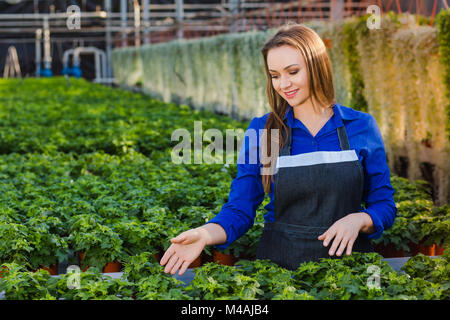 Junge positive Frau Gärtner Care grüne Pflanzen in einem Gewächshaus. Stockfoto