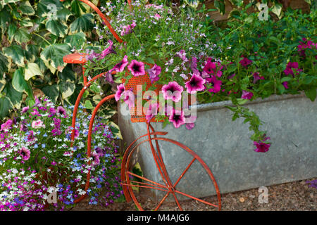 Sommer Beetpflanzen, gemischte Petunien und lobelia gepflanzt in einem dekorativen Vintage Fahrrad Stockfoto