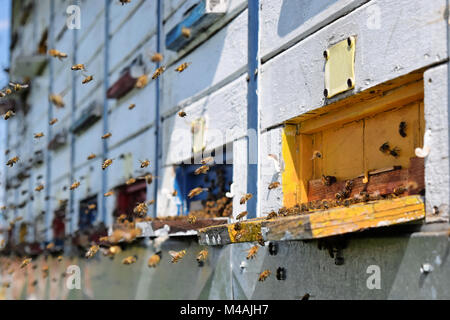 Bienenschwarm vor der Bienenstöcke Stockfoto