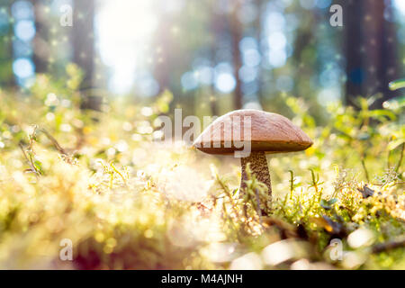 Braune Pilze im Wald. Magic forest aus Staub und Partikel in der Luft schweben. Sonne scheint. Rauh - stammte, bolete scaber Stiel. Stockfoto