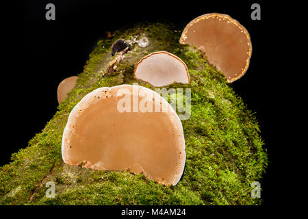Zunder Fomes fomentarius, Pilz, Stockfoto