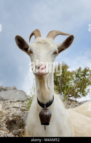 Porträt eines weißen Ziegen mit Hörnern, das Tragen eines Metall Glocke auf einen Kragen um den Hals, das Leben in den Bergen in der Nähe von Skadar Lake, Montenegro, Balkan Stockfoto